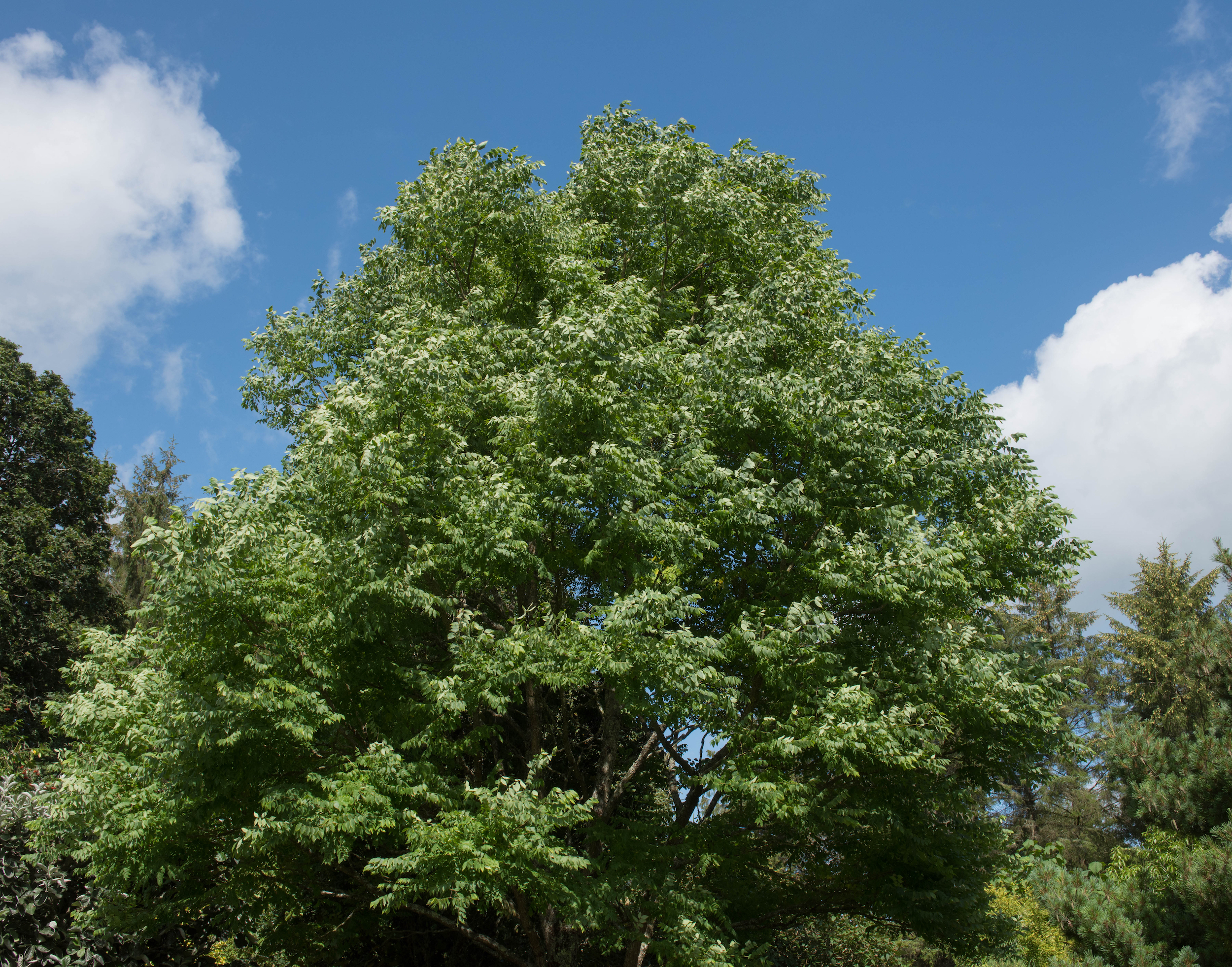 kentucky tobacco tree KY Black A Flowering Native Tree With Fragrant White Flowers In Spring Kentucky Tobacco: 10 years after